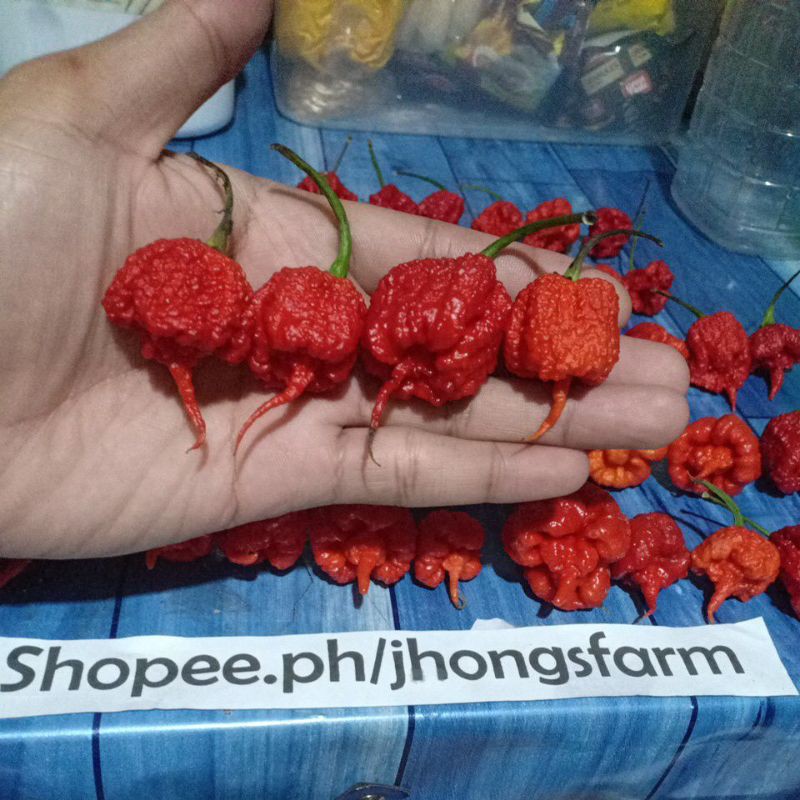CAROLINA REAPER TAILED 2.2m SHU. 22×hotter than LABUYO(GUINNESS WORLD
