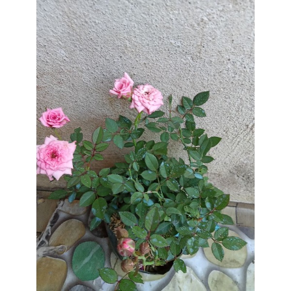 Available live small rose pink flower outdoor garden | Shopee Philippines