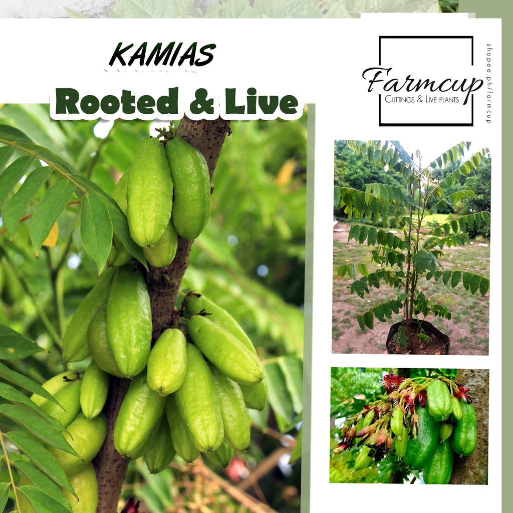 KAMIAS and BALIMBING LIVE SEEDLINGS | Shopee Philippines