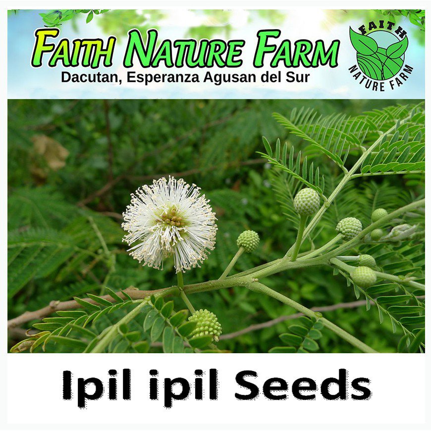 cash on delivery Ipil Ipil Seeds ( approx 50 seeds ) Leucaena ...