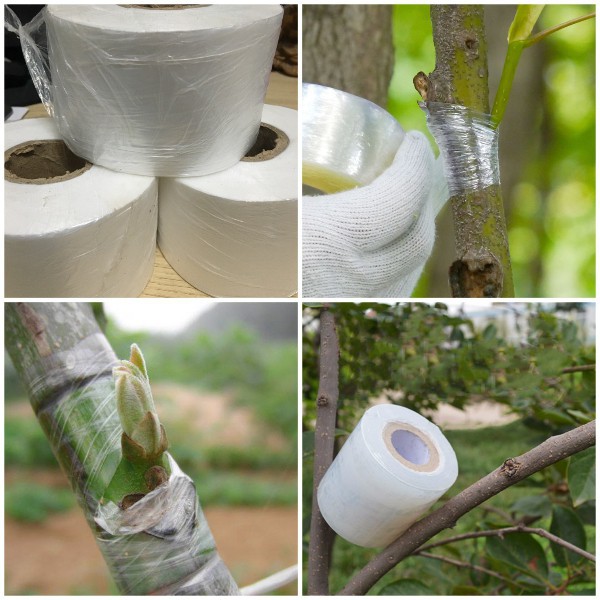 Self-destructive Tree Grafting Paper - TREE Grafting Tape HELP PROTECT ...