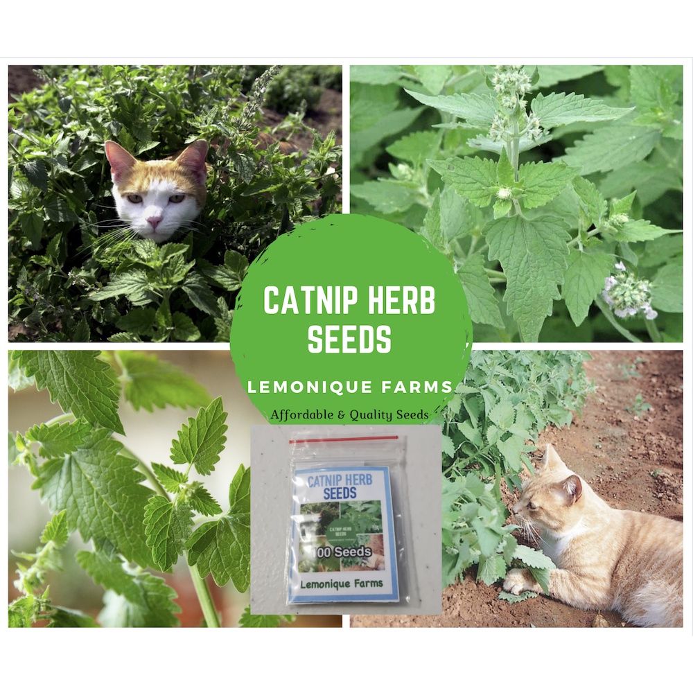 catnip herb seeds catnip seeds Shopee Philippines