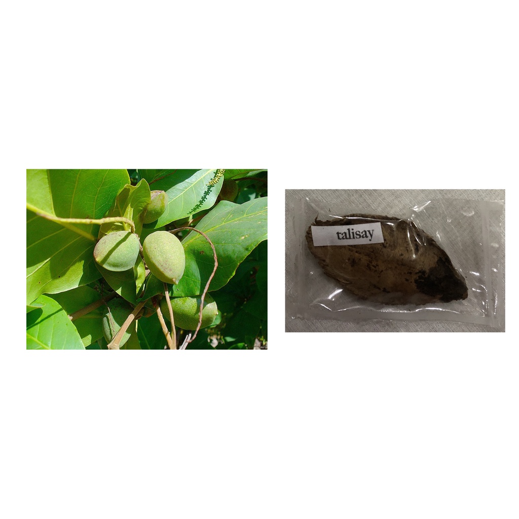 talisay tree terminalia catappa indian almond seeds for planting 1 seed ...