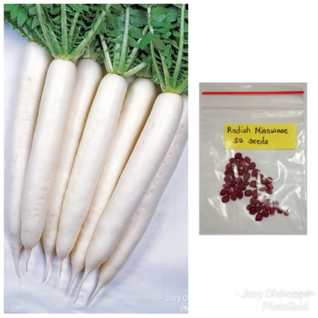 Radish Labanos 50 seeds | Shopee Philippines