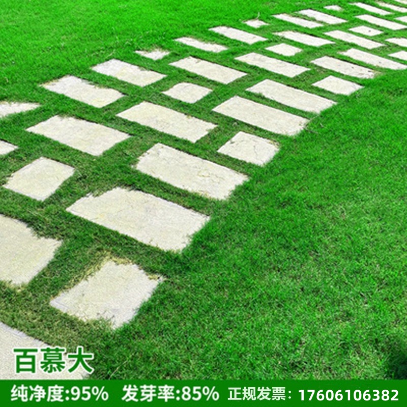 Dwarf Bermuda grass seeds green lawn grass four seasons evergreen droughtresistant trampling