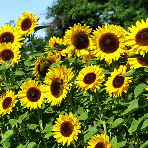 Giant Sunflower Seeds - Giant Sunflower Sunzilla Ukraine | Shopee ...