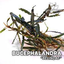 Bucephalandra : buce pink lady, Skeleton king , Black swan , pearl gray  -rare species. | Shopee Philippines