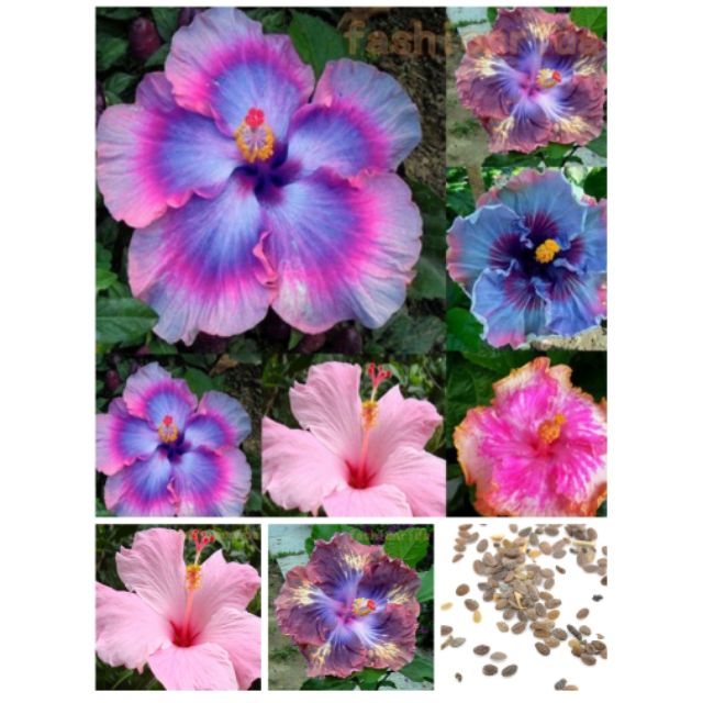 Giant Hibiscus Flower Seeds for Planting 15 seeds per pack Shopee