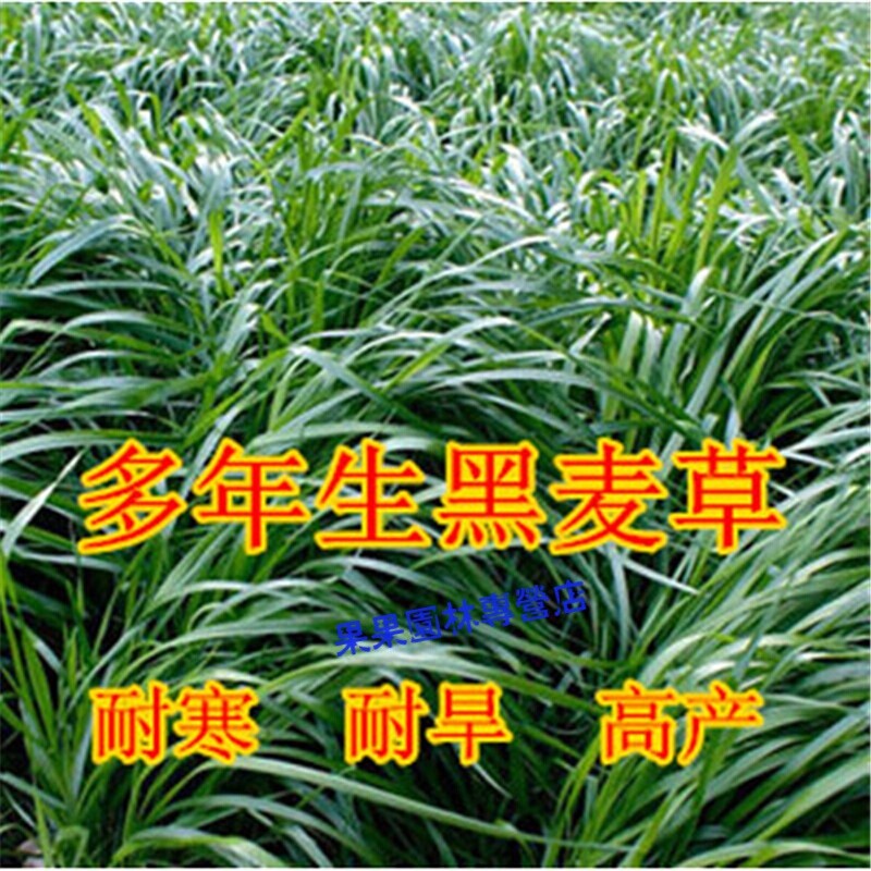 Fish Grass Ryegrass Four Seasons Seed Livestock Feed Grass Carp Rabbit ...