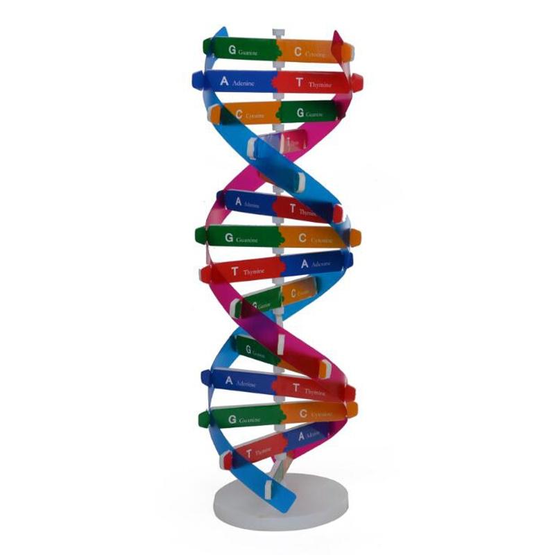 Education Toy DNA Double Helix Science Teaching Models Teaching Tools ...