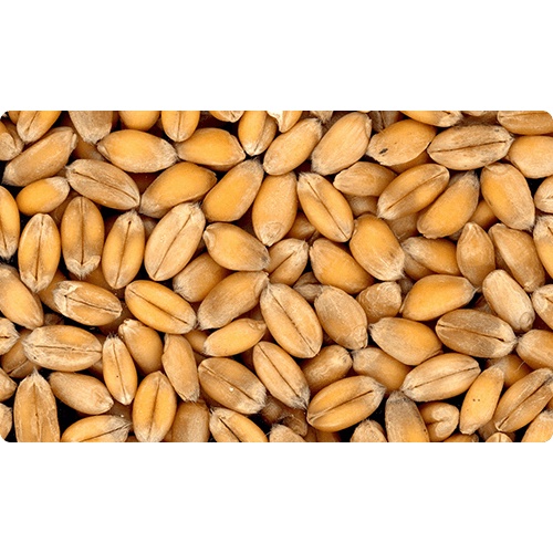 whole-wheat-grains-500-grams-1-kilo-shopee-philippines