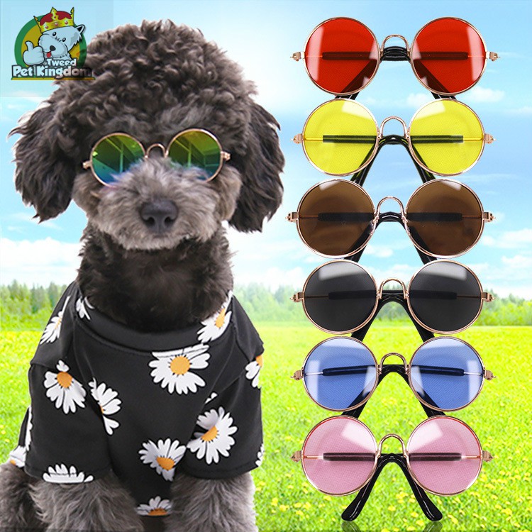 Cute dog with sunglasses clearance