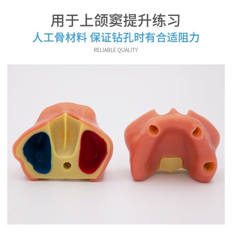 Dental Model Dental Material Dental Planting Practice Maxillary Sinus