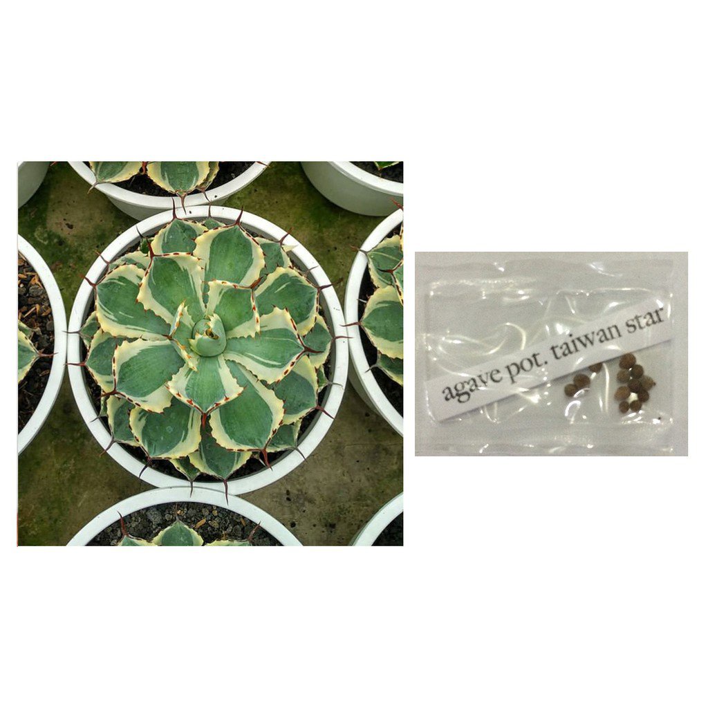 cash on delivery agave potatorum taiwan star succulent lithops seeds ...