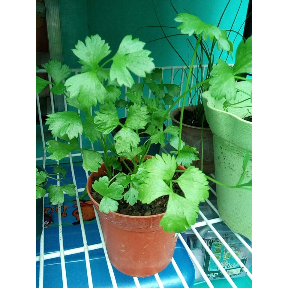 Shop kinchay for Sale on Shopee Philippines