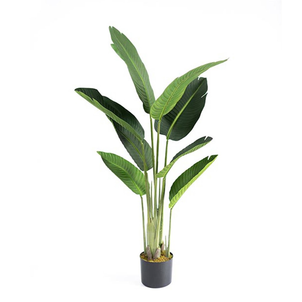 Strelitzia Reginae, Birds   Bird Of Paradise Tropical Potted Plant (1 