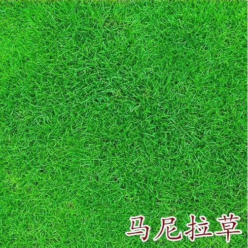Slope Protection Grass Seed Lawn Seeds NonPruning Turf Grass Seeds