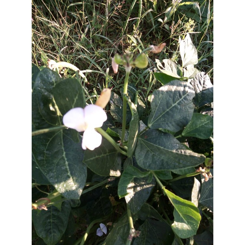 COWPEA, BLACK EYED (UTONG TABA) | Shopee Philippines