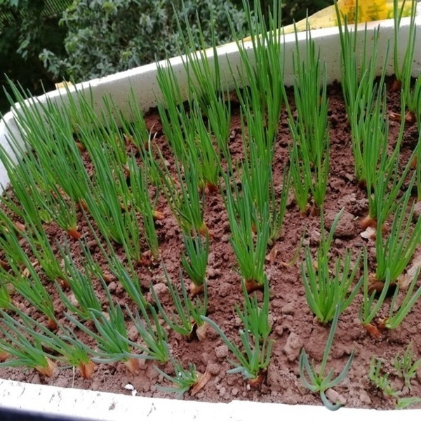 Shallot Seed Full Seasons Balcony Potted Nutrition Vegetable Seeds (It