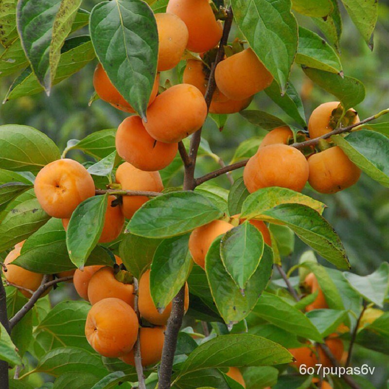Persimmon sapling Grafting Persimmon Seedlings Extra Large Fire Crystal ...