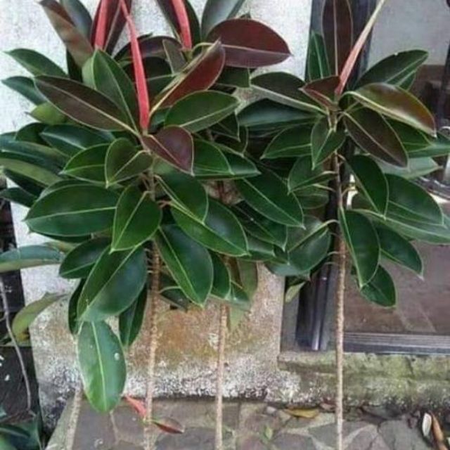 Shop rubber tree for Sale on Shopee Philippines