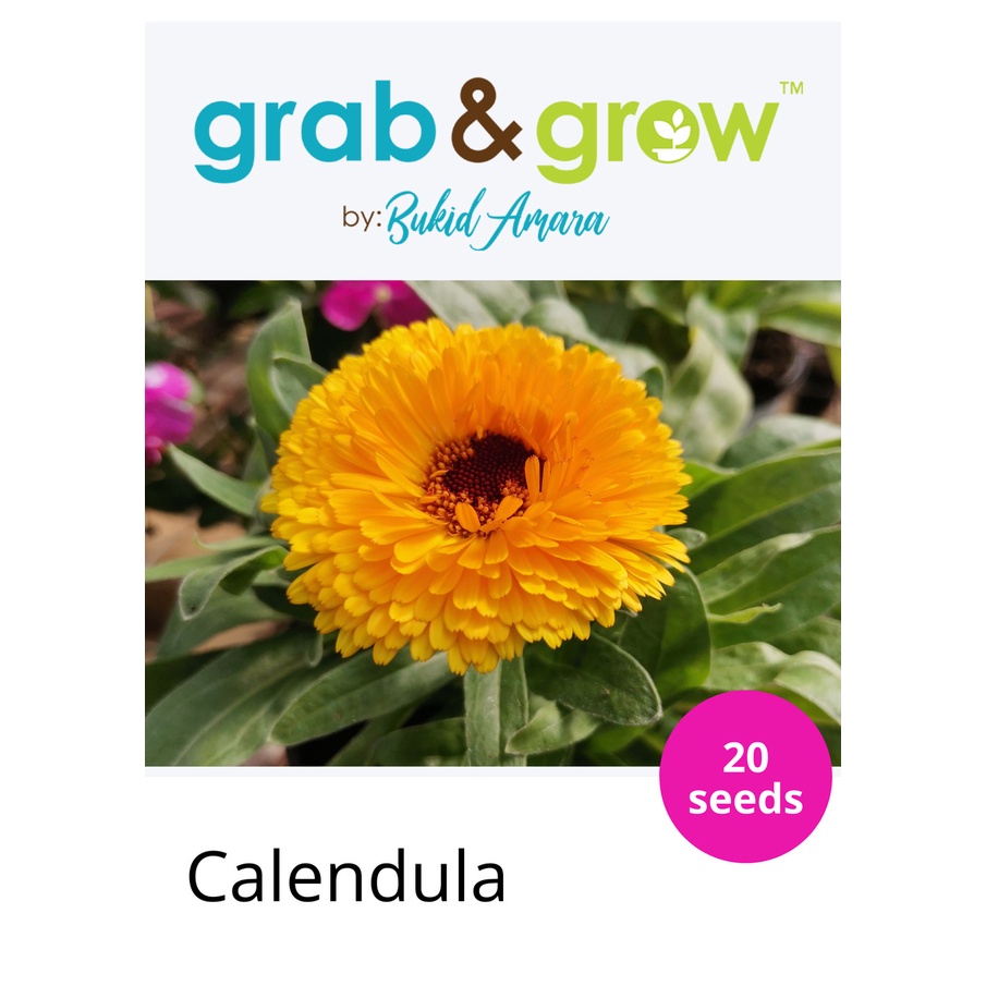 Calendula Edible Flower(20seeds) | Shopee Philippines