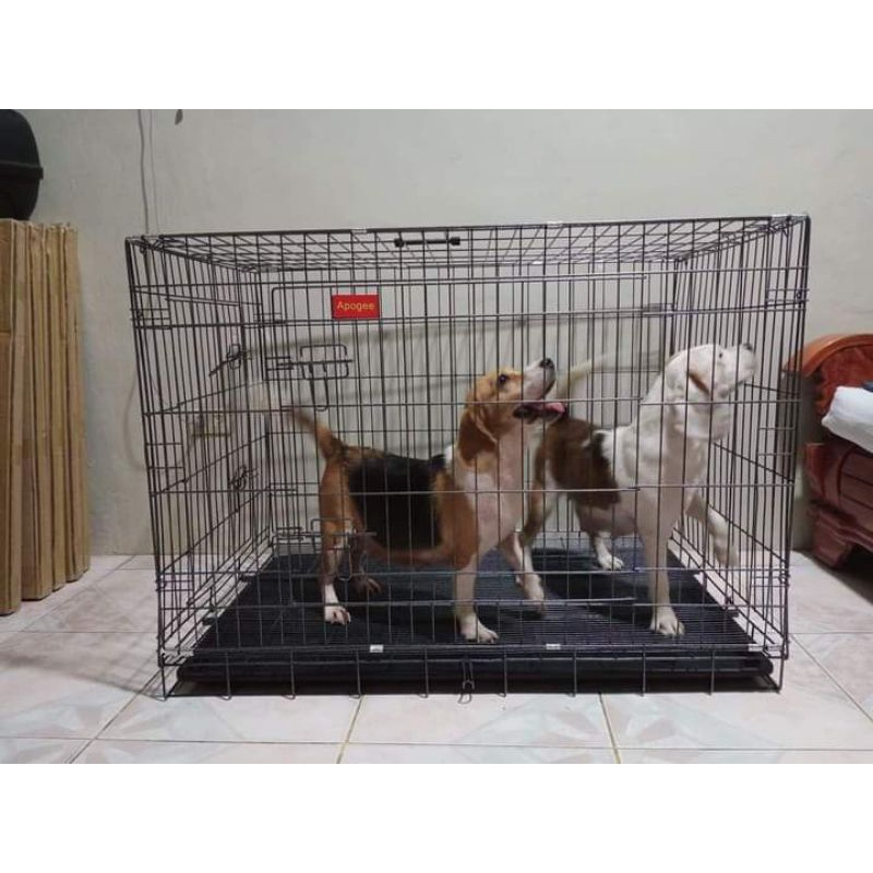 Dog crate store size for beagle