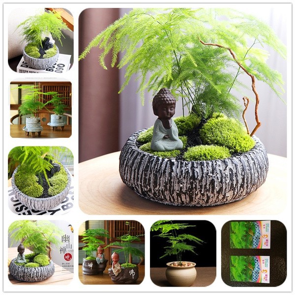 10pcs Office Plants Clean The Air Small Bamboo Bonsai Setose Asparagus
