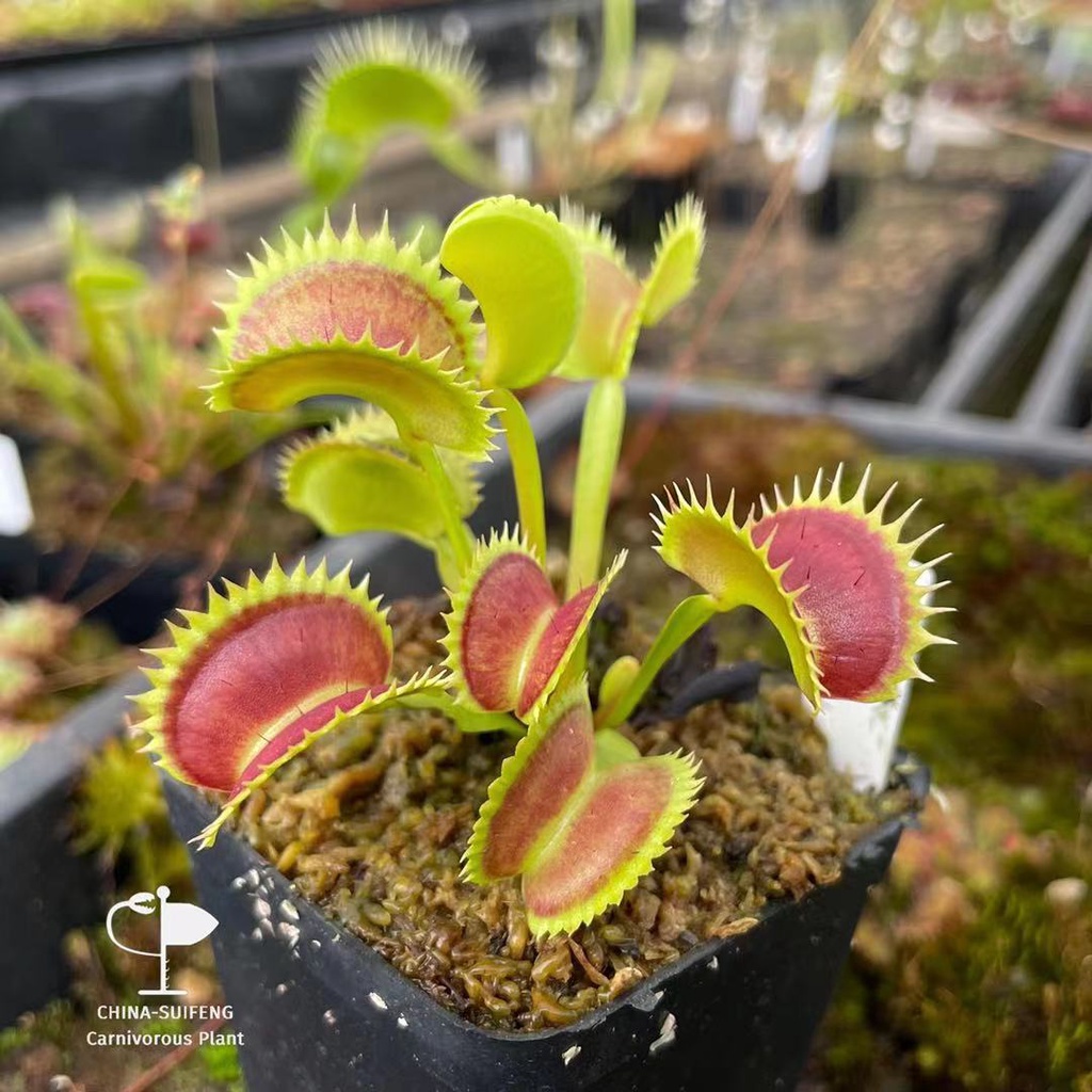 Malaysian Venus flytrap - large toothed series / piranha flower trapper ...