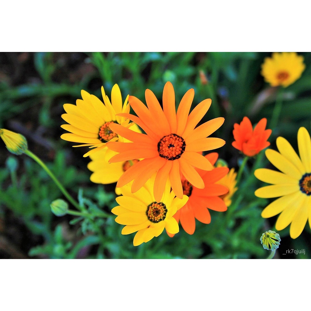 Guaranteed germination rate 1000 MIXED AFRICAN DAISY DAISIES