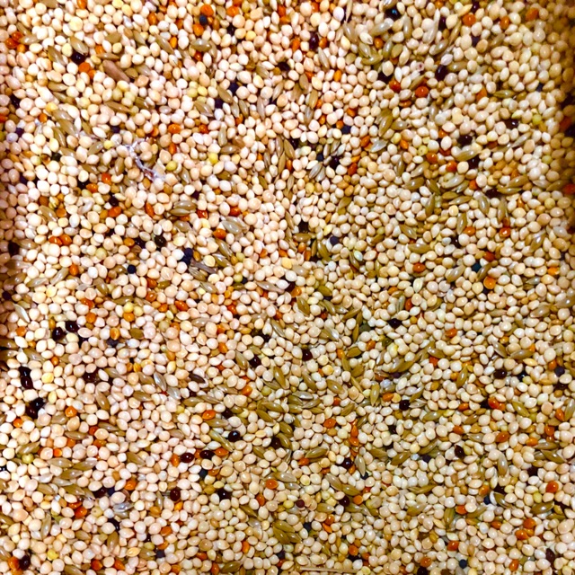 BIRD SEEDS MIX 1kg bag Shopee Philippines