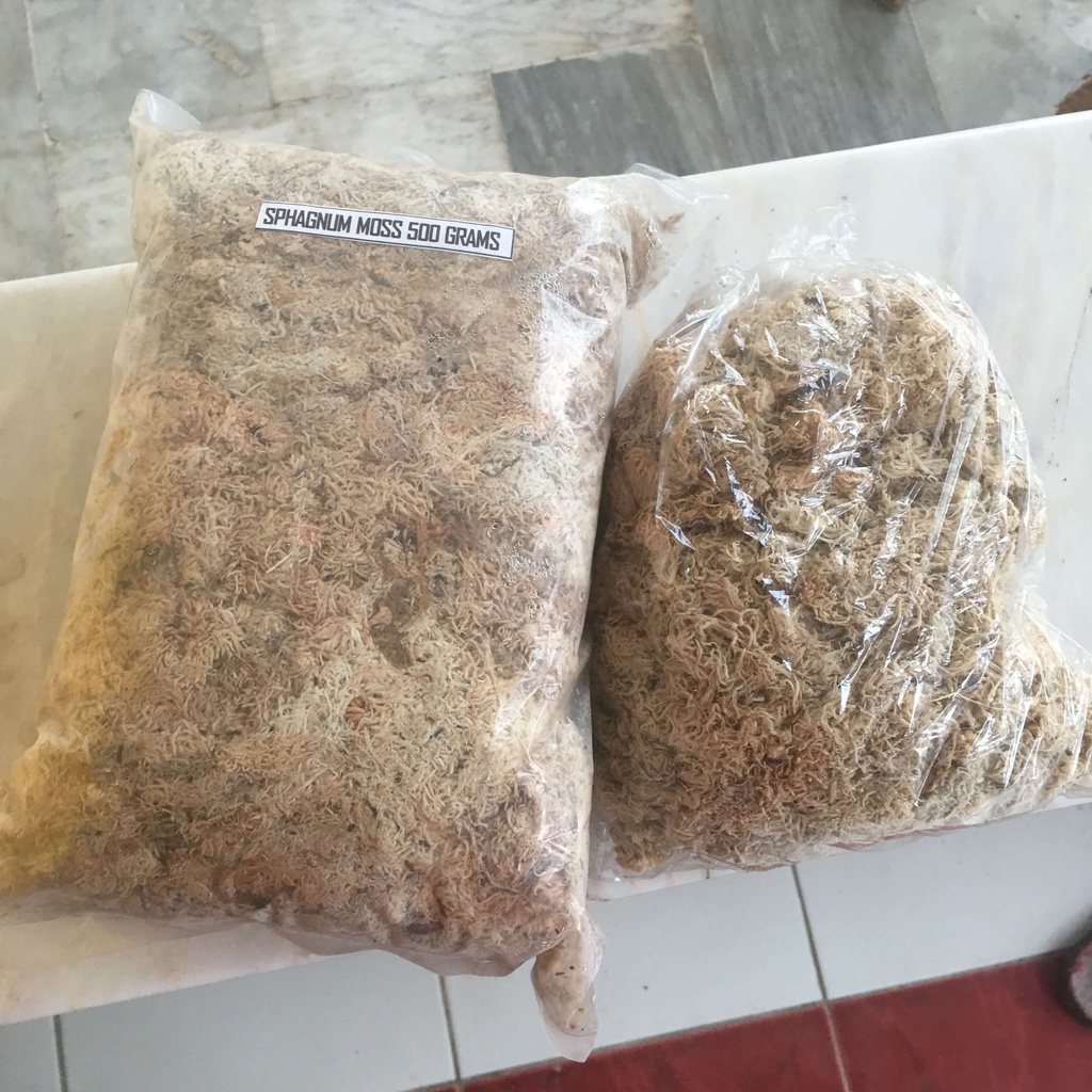 Sphagnum Moss Good for Carnivorous Plants Trappy Garden Shopee