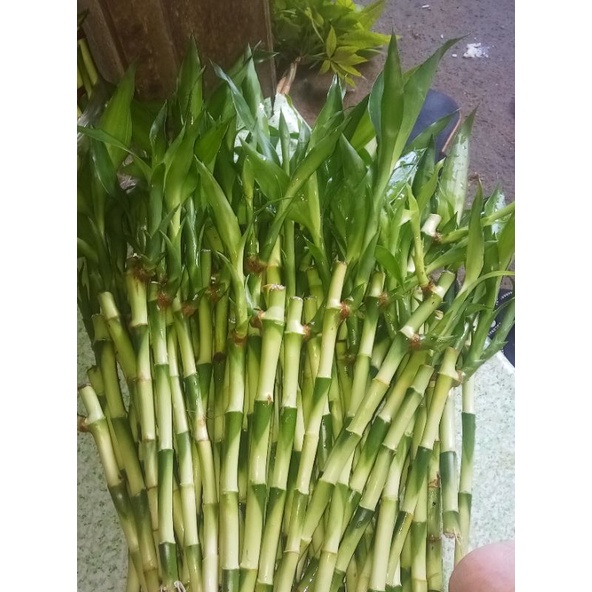 LUCKY BAMBOO 12 15 INCHES Shopee Philippines   952059a2a3ee790fde6eeb8c30457da9