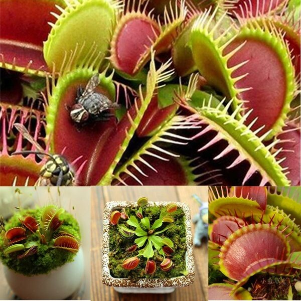100 PCS Rare Insectivorous Plant Mini Venus Flytrap Plant Seeds Bonsai ...
