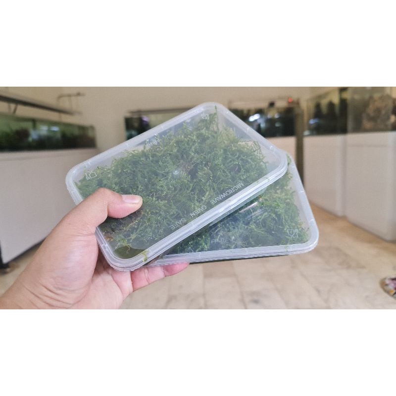 Java Moss (1tub) aquarium/aquascaping needs | Shopee Philippines