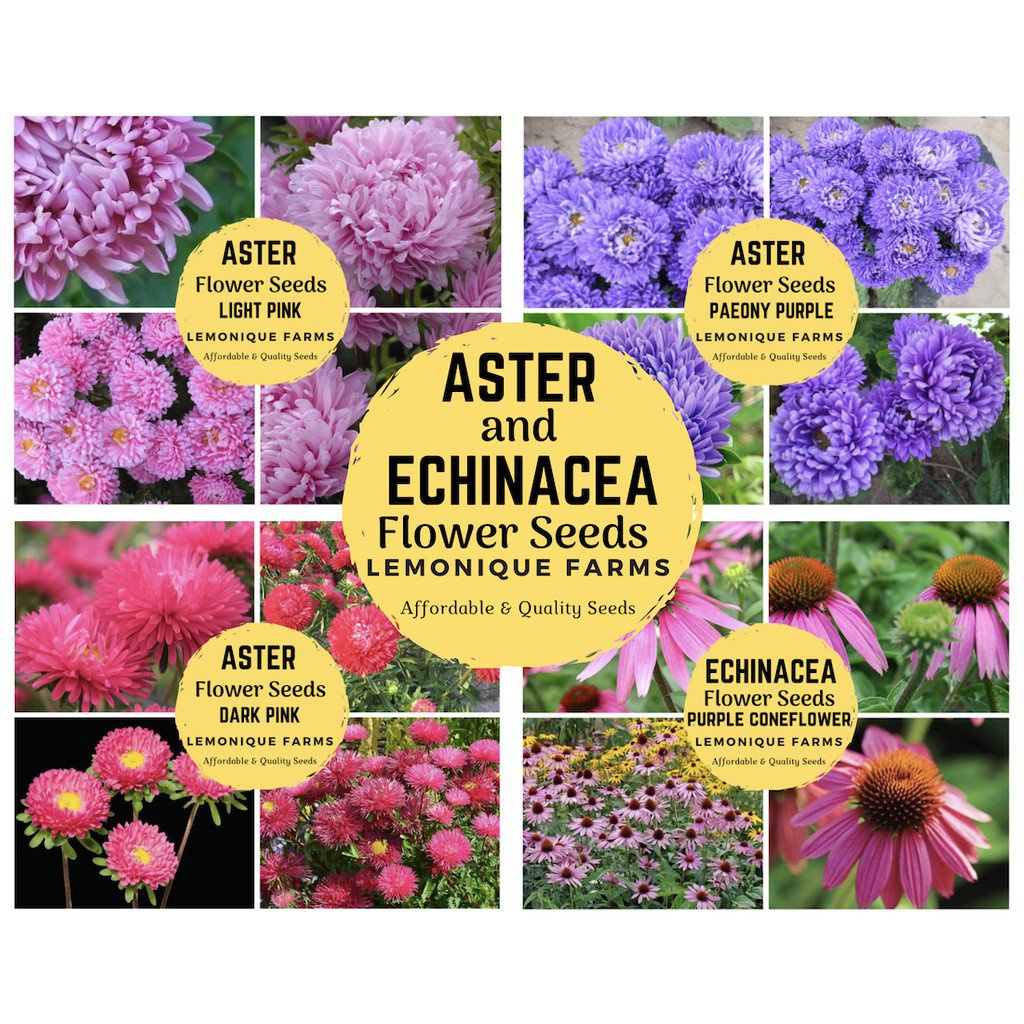 seeds for planting Aster flower seeds | aster pink | aster pu Oregano ...