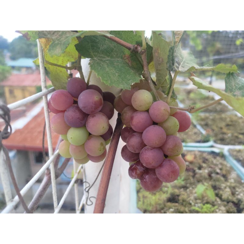 How to propagate grape vines from cuttings or layering | Homes and Gardens