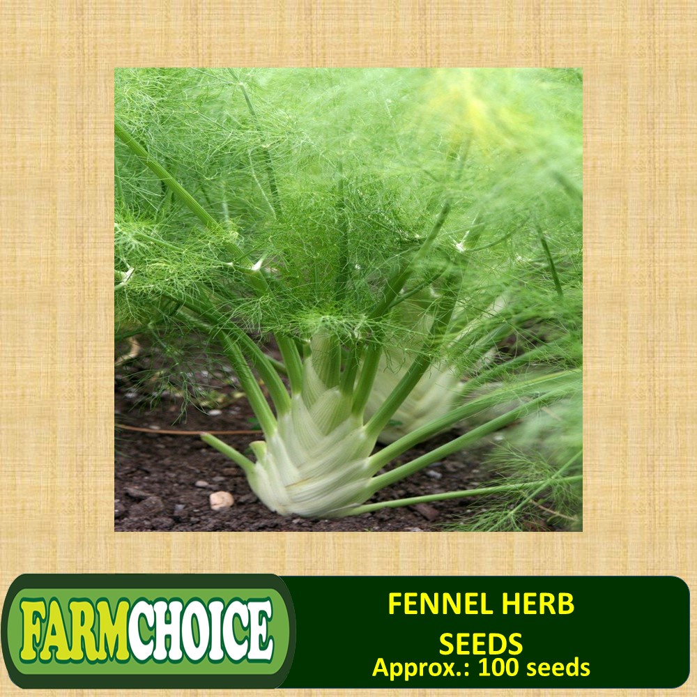 FENNEL HERB SEEDS (100 seeds) Shopee Philippines