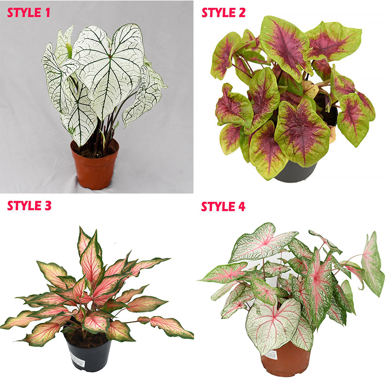 spot seeds10Types Rare Plant Caladium Bicolor Seeds Bonsai Plant Seeds ...