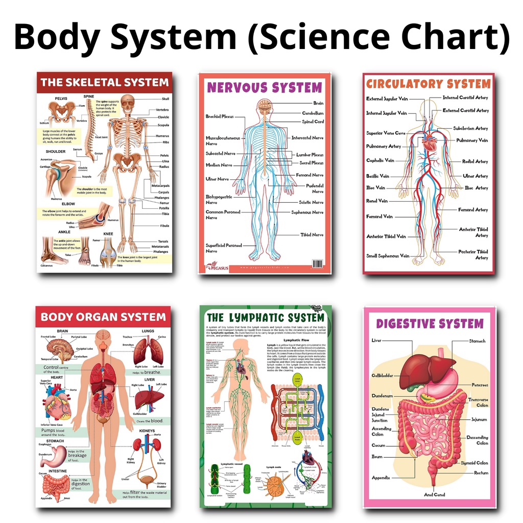 Science Laminated Charts DIGESTIVE CIRCULATORY INTEGUMENTARY SKELETAL ...