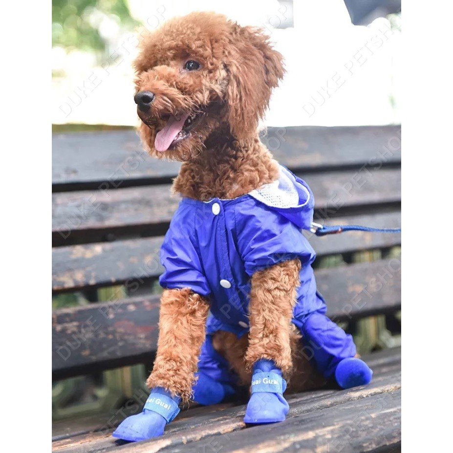 Miami clip: coat length? : r/poodles