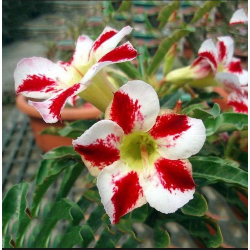 Adenium Bonsai Plant Seeds | Shopee Philippines