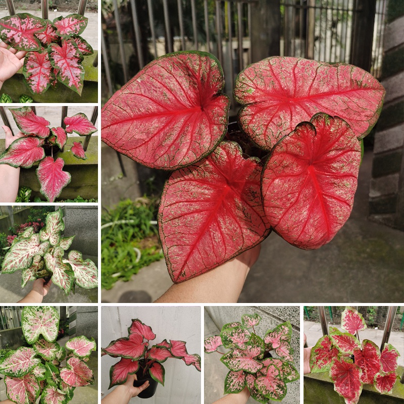 lotus flower with seeds Bonsai Pink Water Lily Kit / Pink Lotus Flower Seeds
