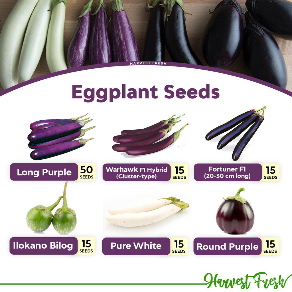 Factory price Eggplant Seeds Long Purple Talong Warhawk F1 Ilocano