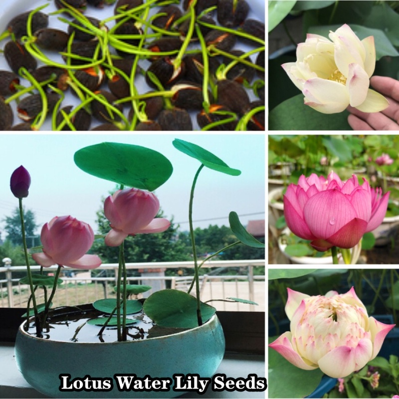 Mini Lotus Water Lily Seeds 20 Per Pack Flowers Philodendron Rare