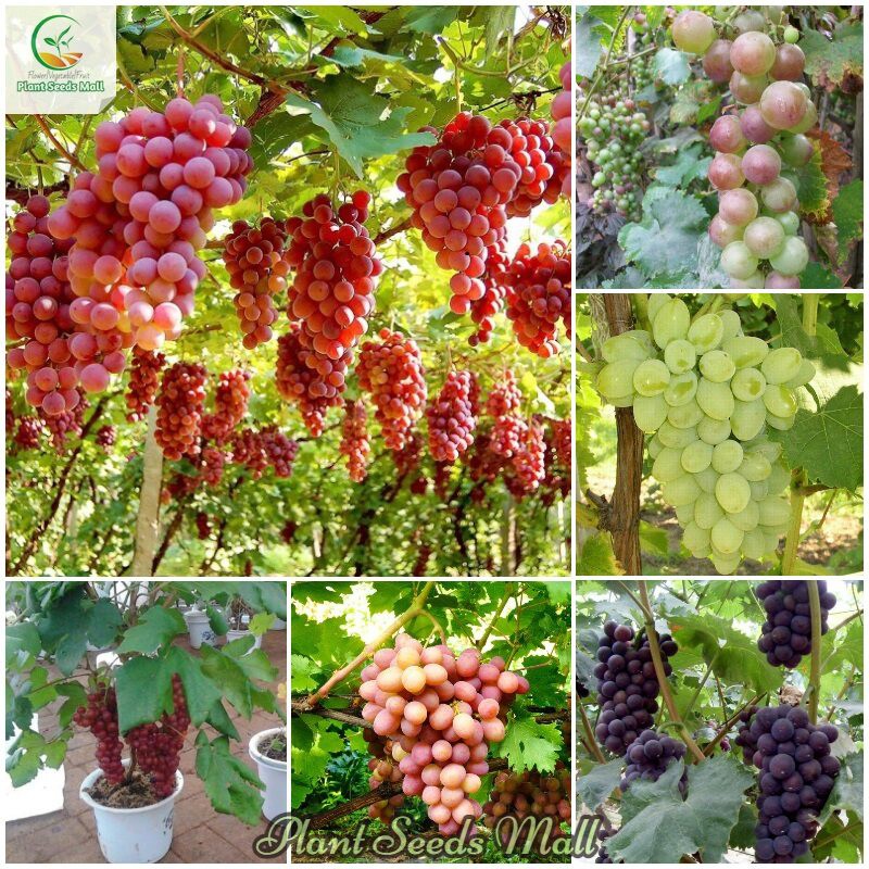 Philippines Ready Stock Mixed Grape Seeds for Sale 100pcs Seeds Bonsai