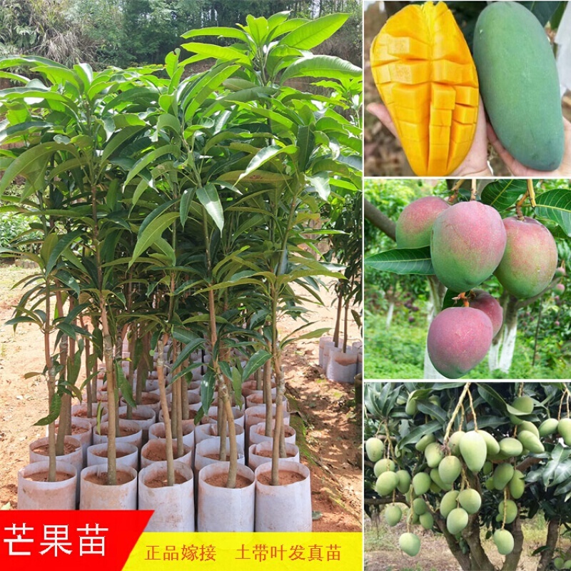 Mango Trees Grafting Large Imperial Concubine Mango Four Seasons Mango