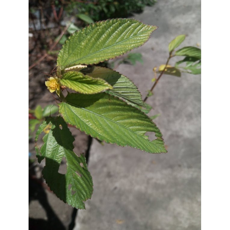 JUTE MALLOW/SALUYOT 2 Shopee Philippines