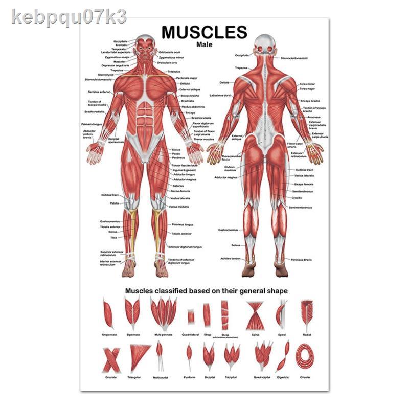 SEL Professional Human Muscular System Anatomical Chart Human Muscle ...