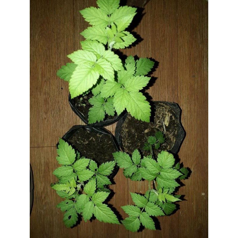california raspberry plant with free epsom salt Shopee Philippines